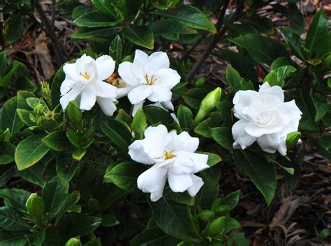 gondhoraj flower.